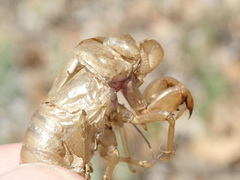 Lyristes plebejus