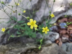 Linum lasiocarpum