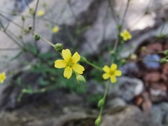 Linum lasiocarpum