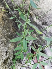 Linum lasiocarpum