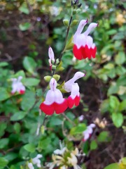 Salvia × jamensis