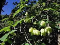 Staphylea pringlei
