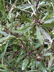 Bidens tripartita
