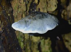 Postia caesia image