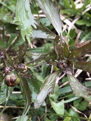 Bidens tripartita