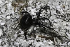 Latrodectus indistinctus