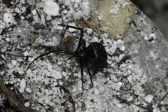 Latrodectus indistinctus