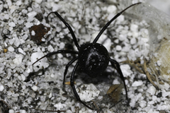 Latrodectus indistinctus