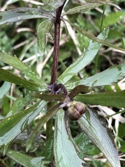 Bidens tripartita