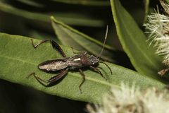 Mirperus jaculus