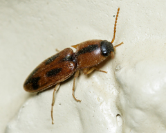 Aeolus