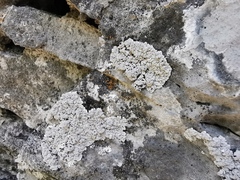 Alyxoria sierramadrensis