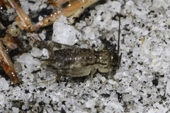 Cophogryllus