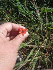 Papaver dubium stevenianum