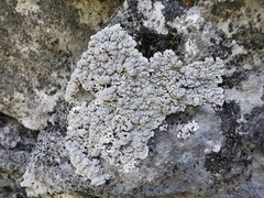 Alyxoria sierramadrensis