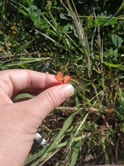 Papaver dubium stevenianum