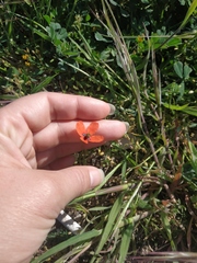 Papaver dubium stevenianum