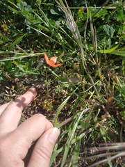 Papaver dubium stevenianum