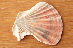 Pecten