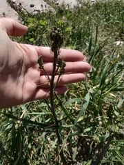 Asparagus verticillatus
