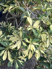 Heptapleurum ellipticum