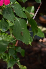 Ropalidia flavobrunnea