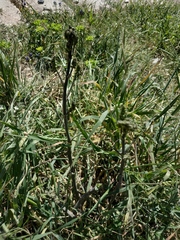 Asparagus verticillatus