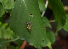 Ropalidia flavobrunnea