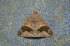 Bastilla joviana