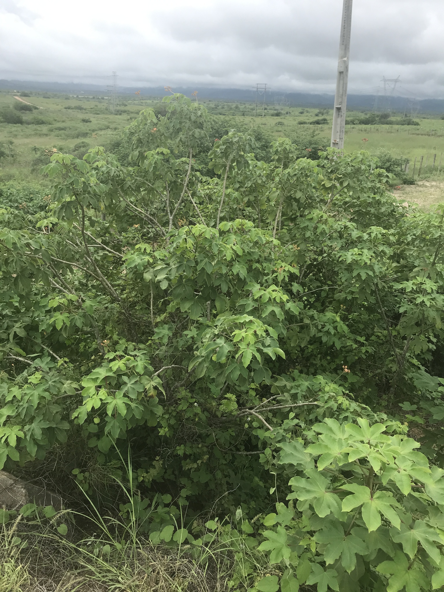 Jatropha mollissima