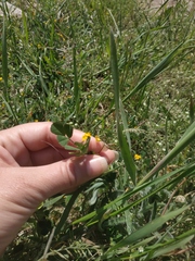 Medicago minima