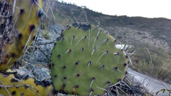 Opuntia stenopetala
