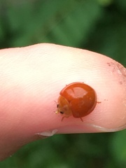 Chilocorus circumdatus