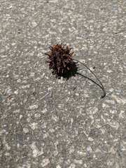 Liquidambar styraciflua