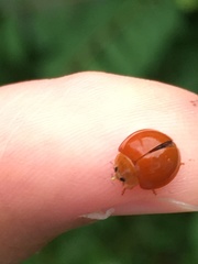 Chilocorus circumdatus