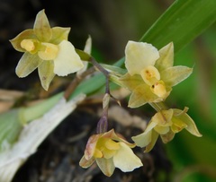 Rhynchostele pygmaea