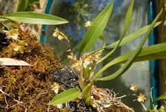 Rhynchostele pygmaea