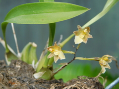 Rhynchostele pygmaea