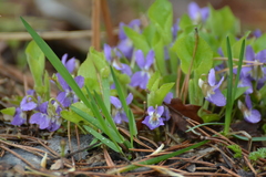Viola collina