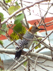 Melanerpes aurifrons