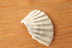 Pecten jacobaeus