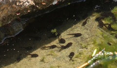 Bufo bufo