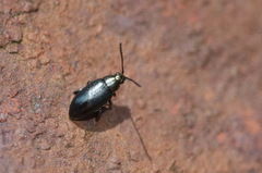 Phyllotreta nigripes