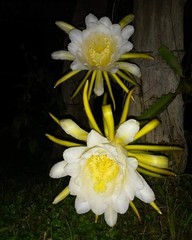 Selenicereus costaricensis