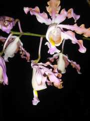 Myrmecophila tibicinis