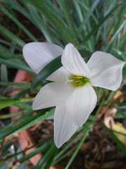 Zephyranthes × flaggii