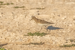 Calidris bairdii