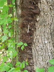 Toxicodendron radicans
