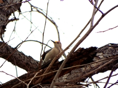 Melanerpes aurifrons