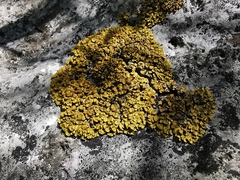 Xanthopsorella texana
